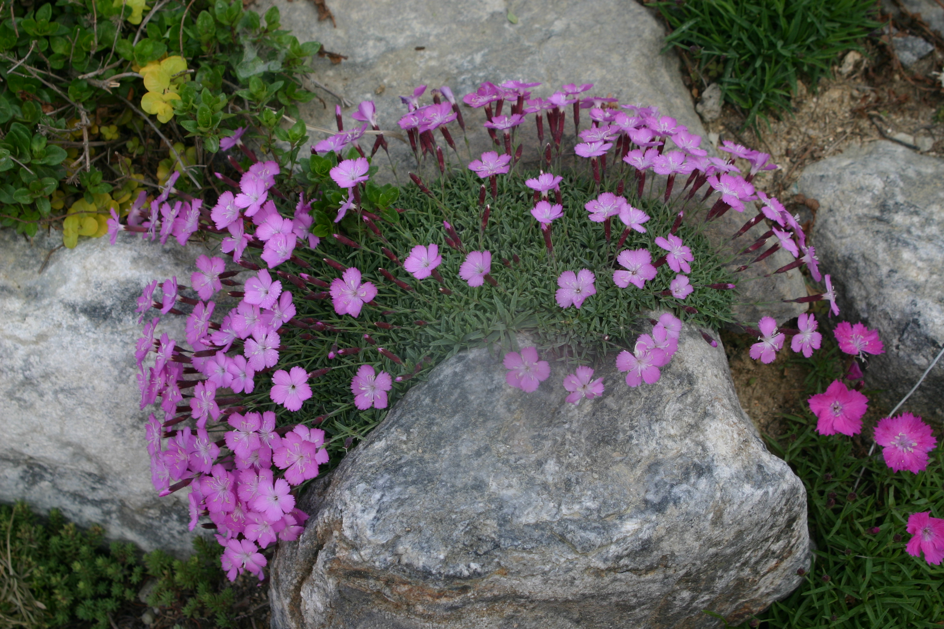 Dianthus 'Pingpong'